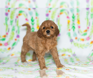 Goldendoodle-Poodle (Miniature) Mix Puppy for sale in BREMEN, IN, USA