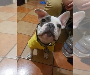 French Bulldog Puppy for sale in LOS ANGELES, CA, USA