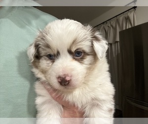 Miniature Australian Shepherd Puppy for sale in WARRENSBURG, MO, USA