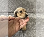 Small #17 Dachshund