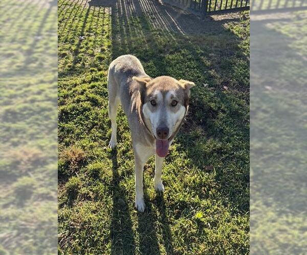 Medium Photo #1 Siberian Husky Puppy For Sale in Riverside, CA, USA