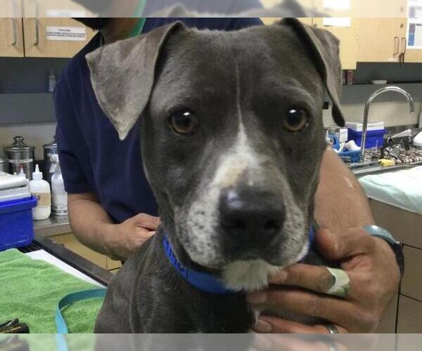 Medium Photo #1 Basset Hound-Unknown Mix Puppy For Sale in Riverside, CA, USA