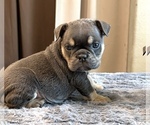 Small #8 English Bulldog