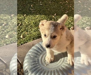 Central Asian Shepherd Dog Puppy for sale in WITTMANN, AZ, USA