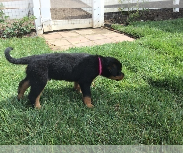 Medium Photo #26 Rottweiler Puppy For Sale in OAK GLEN, CA, USA