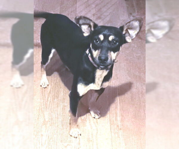 Medium Photo #4 Mutt Puppy For Sale in Rutherfordton, NC, USA