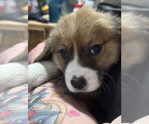Australian Shepherd-Pembroke Welsh Corgi Mix Puppy for sale in FORT SCOTT, KS, USA