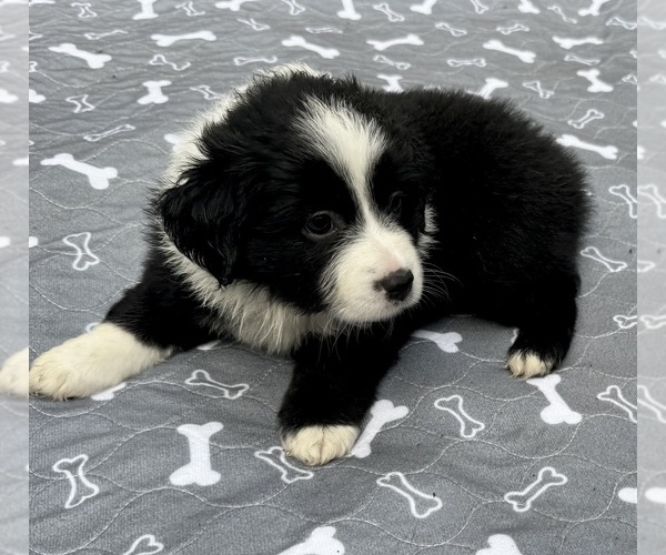 Medium Photo #3 Australian Shepherd Puppy For Sale in SALISBURY, NC, USA
