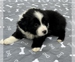 Small #2 Australian Shepherd