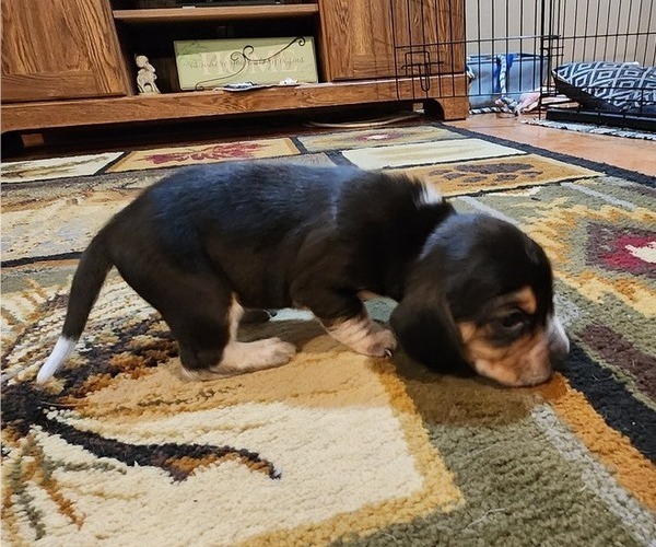 Medium Photo #1 Beagle Puppy For Sale in MINERAL POINT, WI, USA