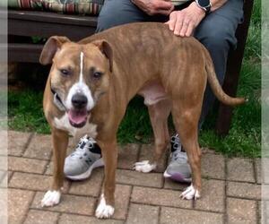 Boston Terrier-Boxer Mix Dogs for adoption in Coventry, CT, USA