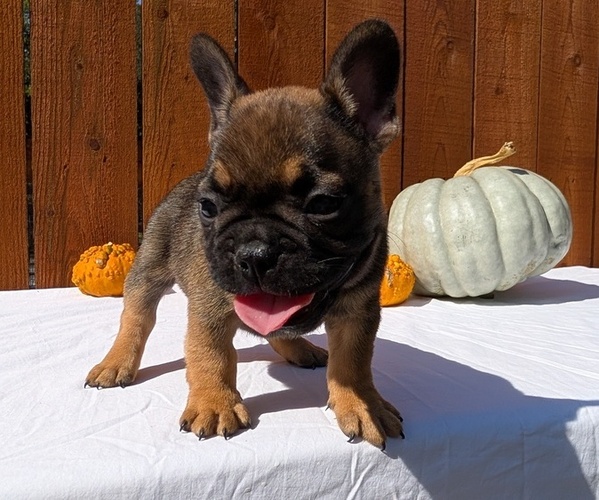Medium Photo #21 French Bulldog Puppy For Sale in GOSHEN, IN, USA