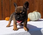 Small #6 French Bulldog
