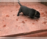 Small Photo #13 Labrador Retriever Puppy For Sale in TACOMA, WA, USA
