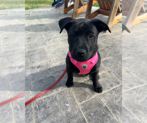Medium Photo #13 Chinese Shar-Pei-Labrador Retriever Mix Puppy For Sale in Holly Springs, NC, USA