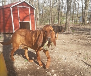 Father of the Bloodhound puppies born on 10/02/2022