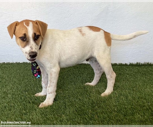 Medium Photo #3 Jack Russell Terrier-Labrador Retriever Mix Puppy For Sale in San Diego, CA, USA