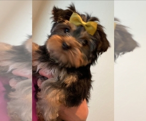 Yorkshire Terrier Puppy for sale in SAN ANTONIO, TX, USA