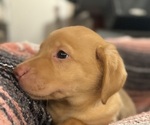 Small #4 Labrador Retriever