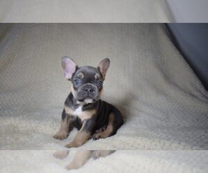 French Bulldog Puppy for sale in DALLAS, TX, USA