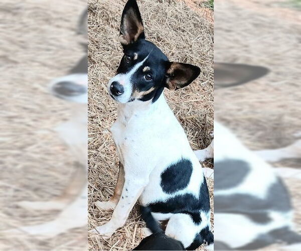 Medium Photo #3 Mutt Puppy For Sale in Rutherfordton, NC, USA