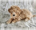 Small Photo #4 Bichpoo Puppy For Sale in GREENWOOD, WI, USA