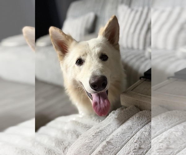 Medium Photo #1 German Shepherd Dog Puppy For Sale in PORT RICHEY, FL, USA