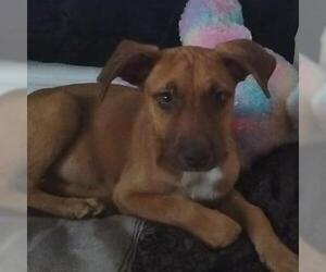 American Staffordshire Terrier-Unknown Mix Dogs for adoption in San Antonio, TX, USA
