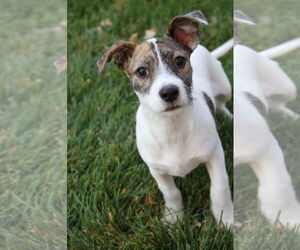 Chihuahua-Unknown Mix Dogs for adoption in Sandy, UT, USA