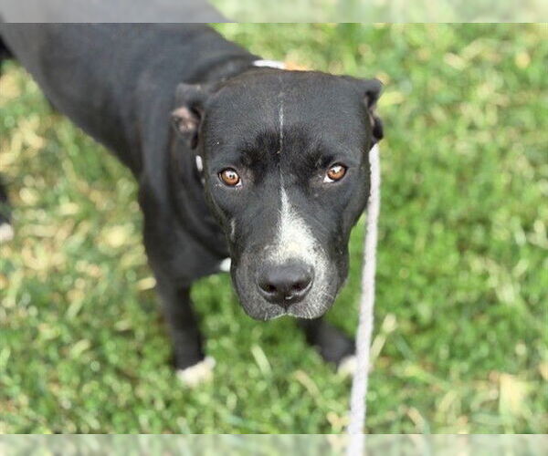 Medium Photo #1 American Pit Bull Terrier Puppy For Sale in Tulsa, OK, USA