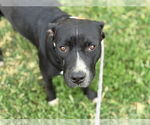 Small American Pit Bull Terrier