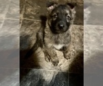 Small Photo #4 German Shepherd Dog Puppy For Sale in WOLVERINE, MI, USA