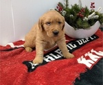 Puppy Heaven Golden Retriever