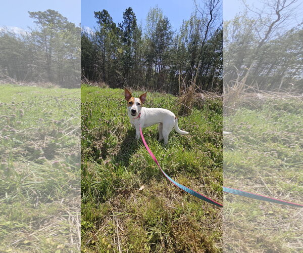 Medium Photo #2 - Mix Puppy For Sale in Thomasville, NC, USA