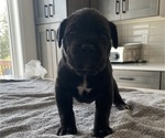 Small #46 Cane Corso