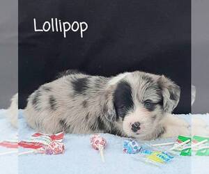 Pembroke Welsh Corgi-Poodle (Miniature) Mix Puppy for sale in LANCASTER, PA, USA