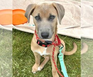 Mutt Dogs for adoption in GILBERTS, IL, USA