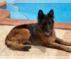 German Shepherd Dog Dogs for adoption in Plantation, FL, USA