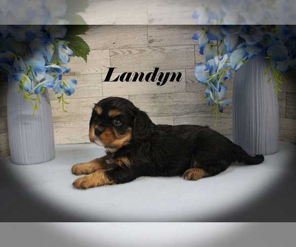 Medium Photo #5 Cavalier King Charles Spaniel Puppy For Sale in CHANUTE, KS, USA