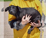 Small #2 American Staffordshire Terrier Mix