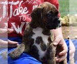 Small Photo #1 Boxer Puppy For Sale in SENECA, KS, USA