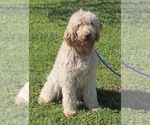 Small Photo #1 Labradoodle Puppy For Sale in LEXINGTON, GA, USA