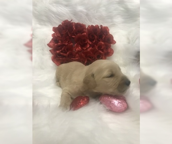 Medium Photo #7 Goldendoodle Puppy For Sale in MIAMI, FL, USA