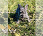 Small Photo #5 French Bulldog Puppy For Sale in ATHENS, GA, USA