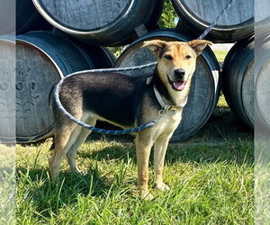 Spaghetti - Female German Shepherd Dog-Unknown Mix Dog for Adoption - Photo #6