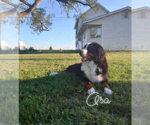Mother of the Bernese Mountain Dog puppies born on 04/13/2025