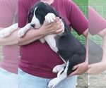 Small Photo #19 Great Dane Puppy For Sale in SPRAGGS, PA, USA