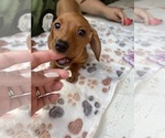 Small Photo #17 Dachshund Puppy For Sale in PERRIS, CA, USA
