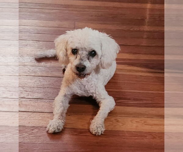 Medium Photo #7 Maltichon Puppy For Sale in Tampa, FL, USA