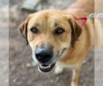 Small #9 Great Pyrenees Mix